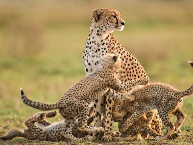 Mikumi Classic Safari