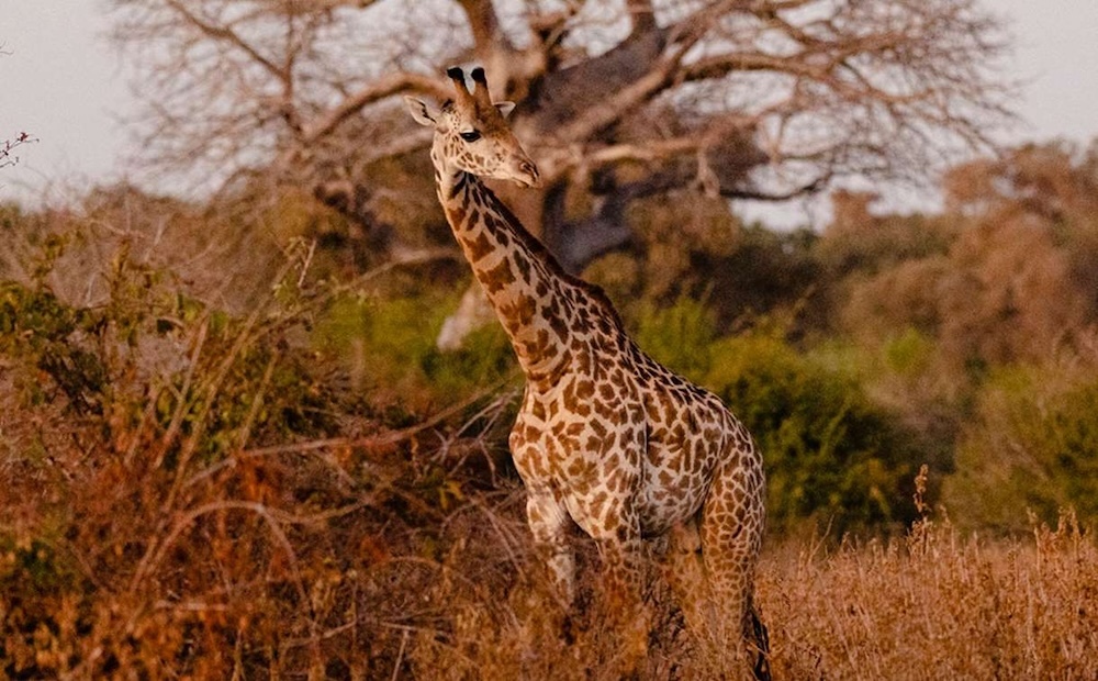 Ruaha Photography Safari