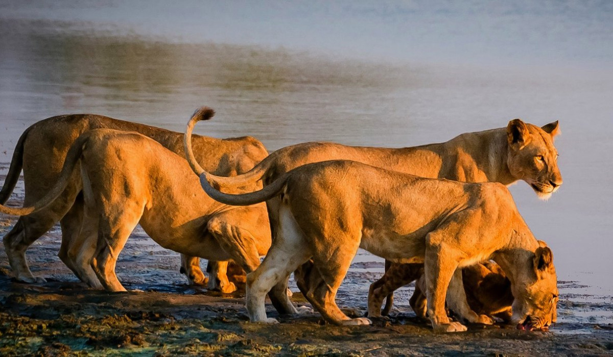 3 Days 2 Nights Selous Safari from Dar es Salaam