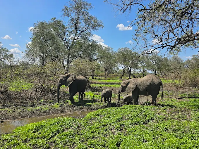 Selous (Nyerere National Park)